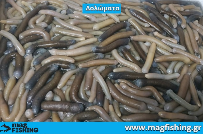 skoulikia thalassas gia doloma manes monodolia epitrepomena oria alieysis magfishing.gr