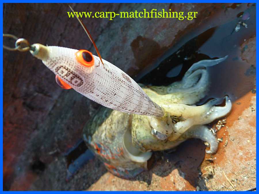 www.carp-matchfishing.gr. To ψάρεμα της σουπιάς με την τεχνική του eging