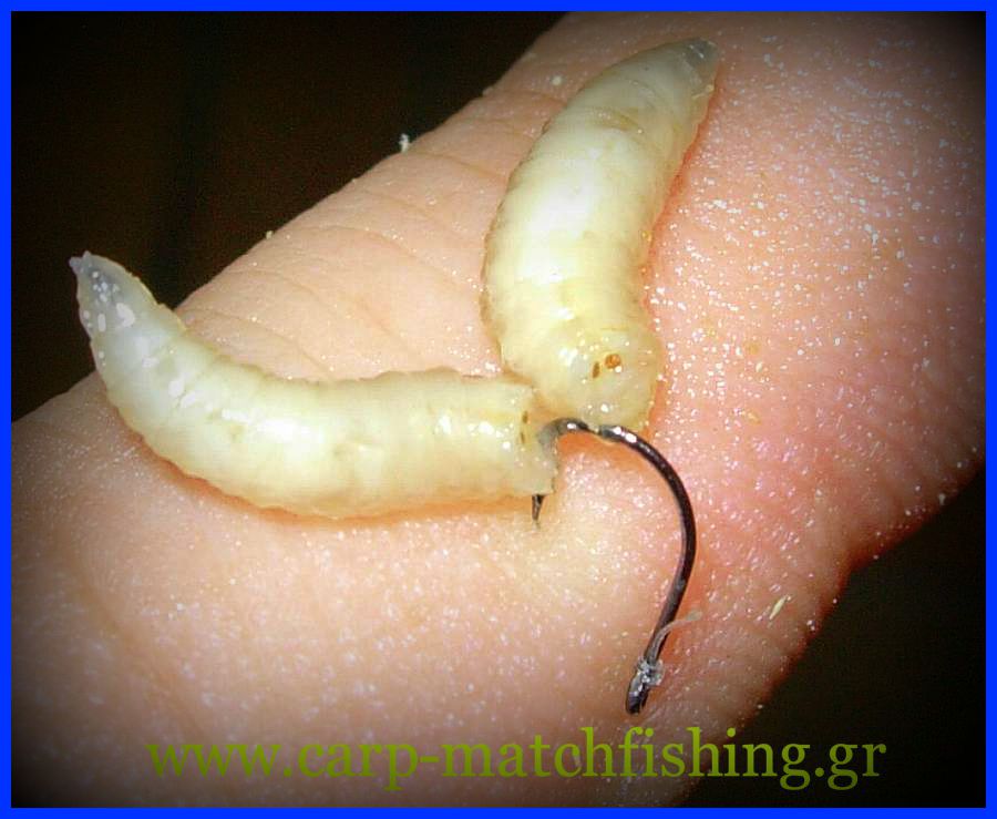 dipli-eleytheri-dolosia-maggots-biggattino-carp-matchfishing-gr.jpg