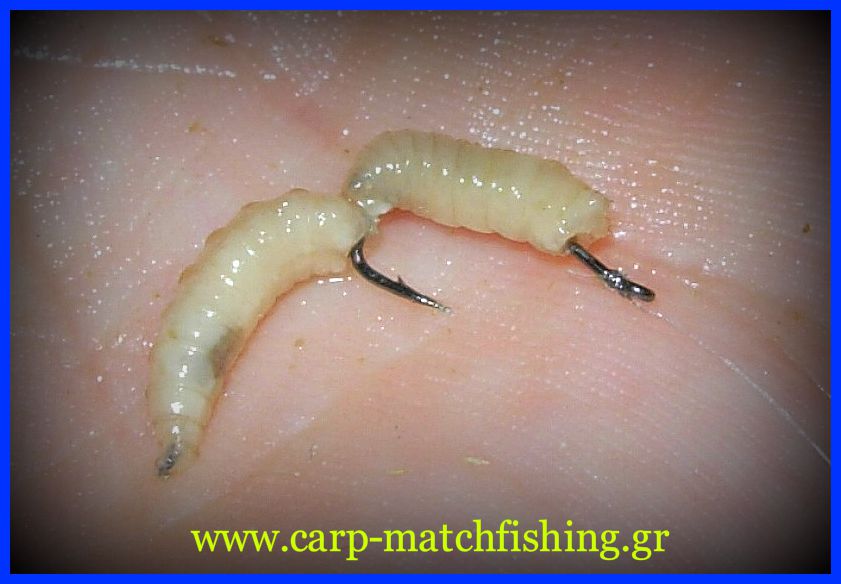 eythia-dipli-dolosia-maggots-biggattino-carp-matchfishing-gr.jpg