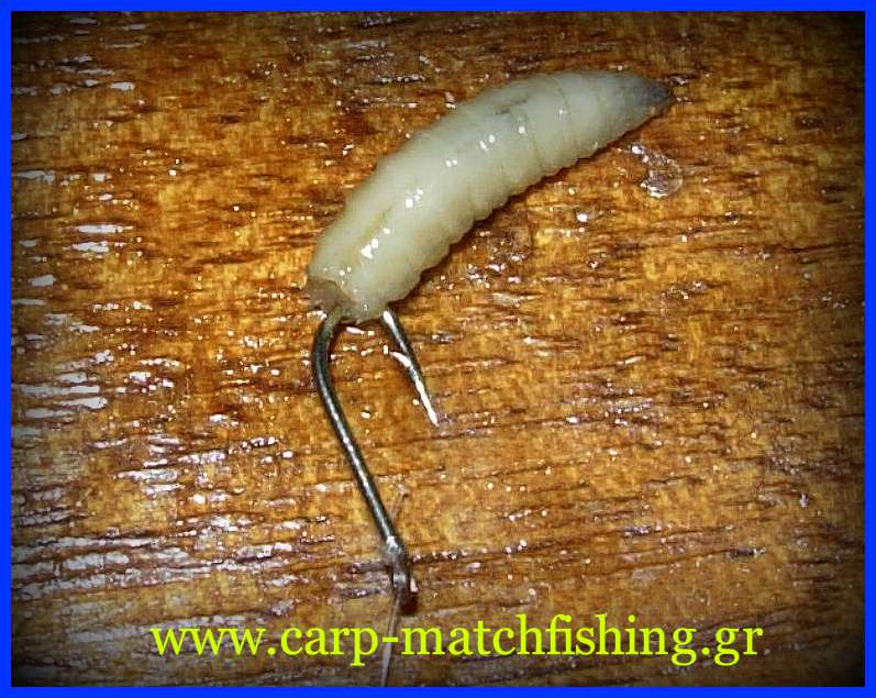 moni-eleytheri-dolosia-maggots-biggattino-carp-matchfishing-gr.jpg