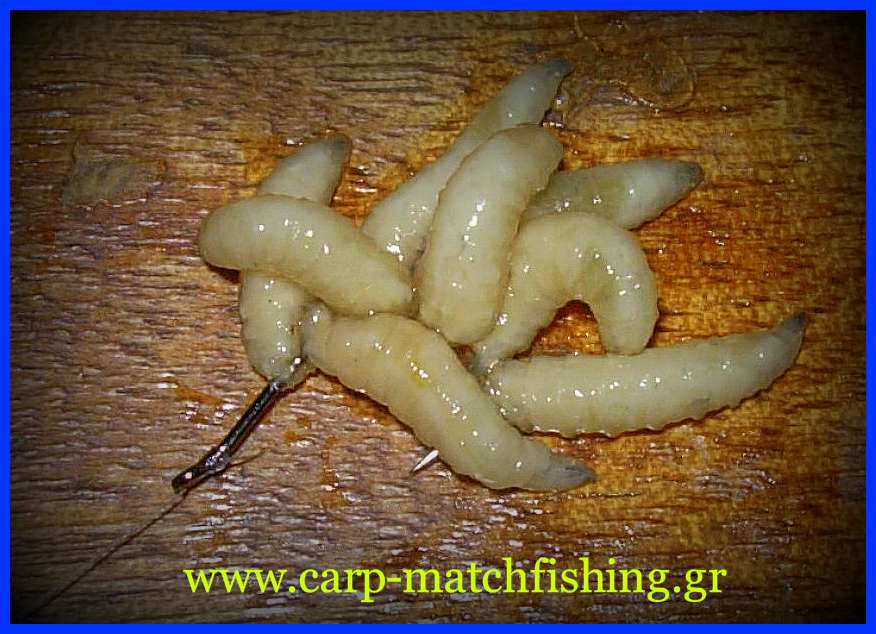 plousia-dolosia-biggattino-maggots-carp-matchfishing-gr.jpg