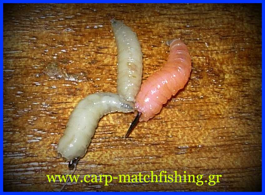 xromatisti-dolosia-maggots-biggattino-carp-matchfishing-gr.jpg