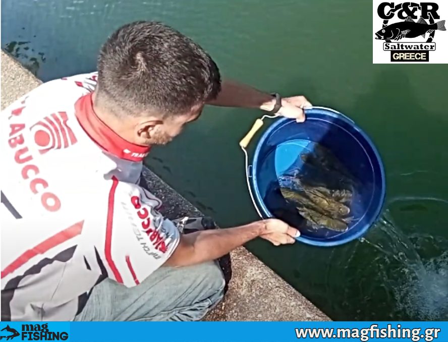 catch and release kefaloi thalassa magfishing.gr