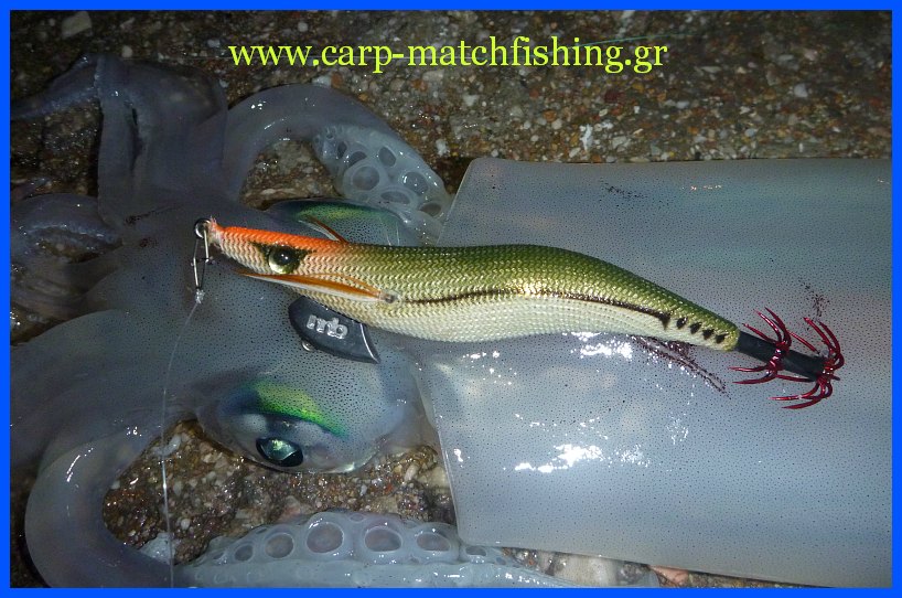 megabass jig-squid-carp-matchfishing-gr