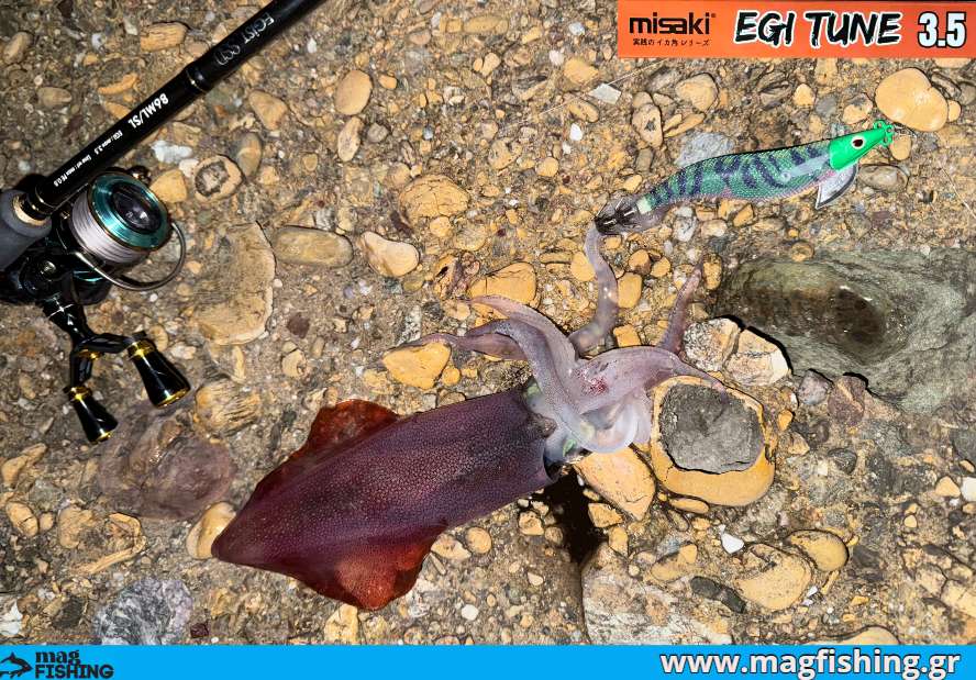 misaki egi tune green sardine squid kalamari eging magfishing.gr