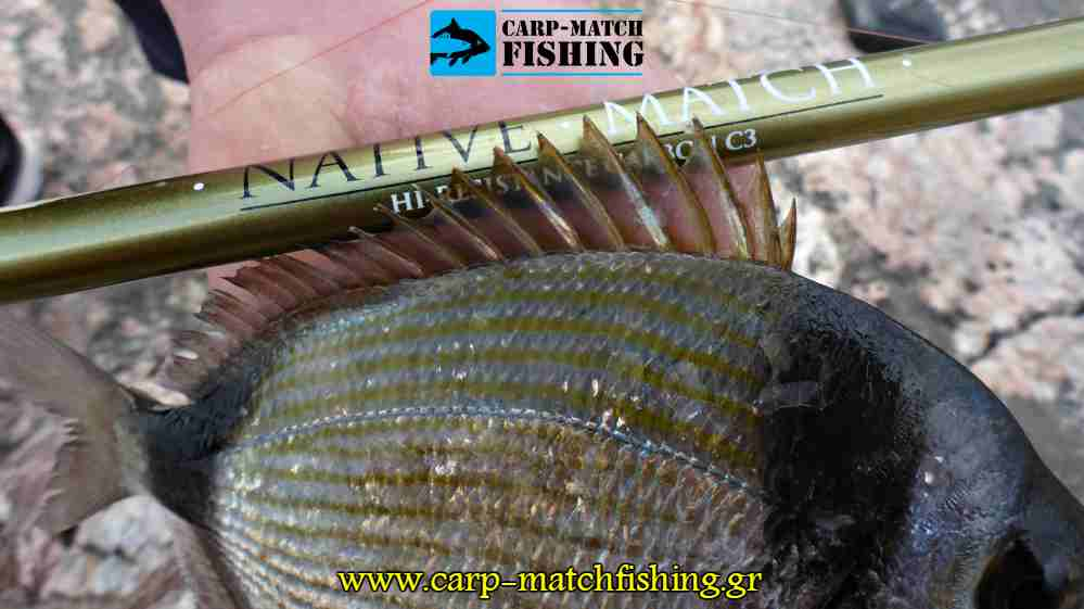 native match fins vega rod carpmatchfishing