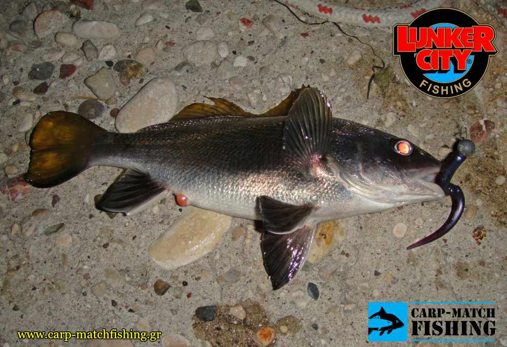 slug go lunker city sikios spinning carpmatchfishing